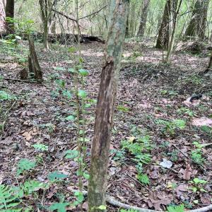 Photo #38 of SOLD property in Off Wilcox Ln, Vanceboro, NC 57.8 acres