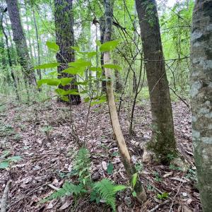 Photo #39 of SOLD property in Off Wilcox Ln, Vanceboro, NC 57.8 acres