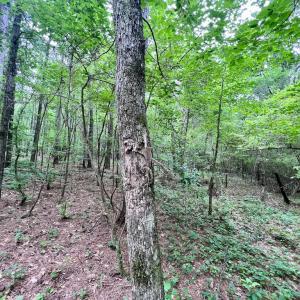 Photo #40 of SOLD property in Off Wilcox Ln, Vanceboro, NC 57.8 acres