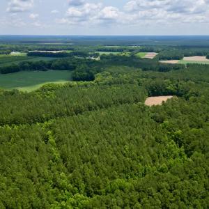 Photo #5 of SOLD property in Off Wilcox Ln, Vanceboro, NC 57.8 acres