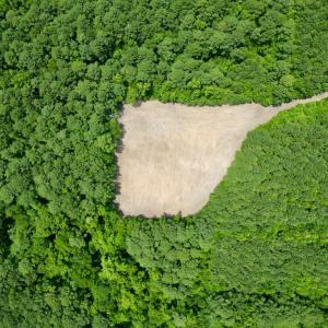 Photo #8 of SOLD property in Off Wilcox Ln, Vanceboro, NC 57.8 acres