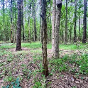 Photo #41 of SOLD property in Off Wilcox Ln, Vanceboro, NC 57.8 acres