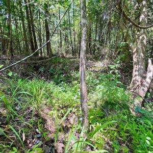 Photo #42 of SOLD property in Off Wilcox Ln, Vanceboro, NC 57.8 acres