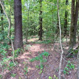 Photo #43 of SOLD property in Off Wilcox Ln, Vanceboro, NC 57.8 acres