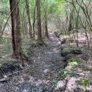 Photo #45 of SOLD property in Off Wilcox Ln, Vanceboro, NC 57.8 acres