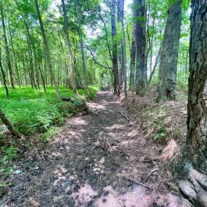 Photo #47 of SOLD property in Off Wilcox Ln, Vanceboro, NC 57.8 acres