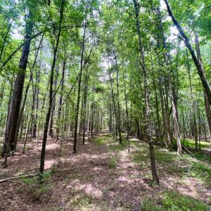 Photo #48 of SOLD property in Off Wilcox Ln, Vanceboro, NC 57.8 acres