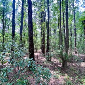 Photo #49 of SOLD property in Off Wilcox Ln, Vanceboro, NC 57.8 acres