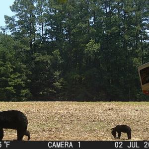Photo #50 of SOLD property in Off Wilcox Ln, Vanceboro, NC 57.8 acres