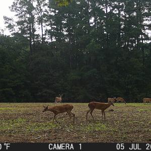 Photo #51 of SOLD property in Off Wilcox Ln, Vanceboro, NC 57.8 acres