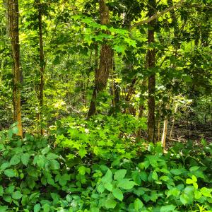 Photo #3 of SOLD property in Off Green Pasture Lane, Ruffin, NC 1.5 acres