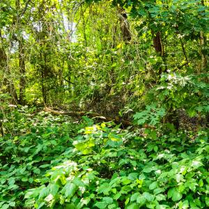 Photo #7 of SOLD property in Off Green Pasture Lane, Ruffin, NC 1.5 acres