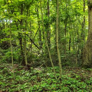 Photo #8 of SOLD property in Off Green Pasture Lane, Ruffin, NC 1.5 acres