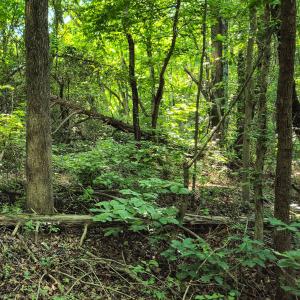 Photo #11 of SOLD property in Off Green Pasture Lane, Ruffin, NC 1.5 acres