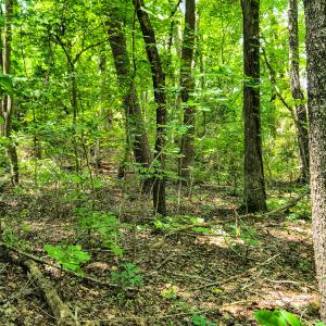 Photo #16 of SOLD property in Off Green Pasture Lane, Ruffin, NC 1.5 acres