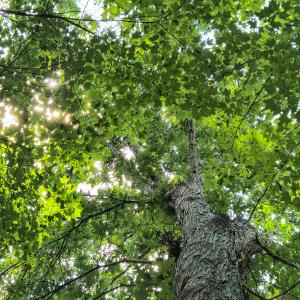 Photo #20 of SOLD property in Off Green Pasture Lane, Ruffin, NC 1.5 acres