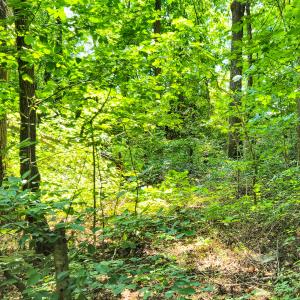 Photo #24 of SOLD property in Off Green Pasture Lane, Ruffin, NC 1.5 acres