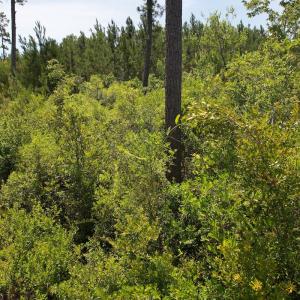 Photo #11 of Off Old Lake Road, Council, NC 2.4 acres