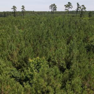 Photo #16 of Off Old Lake Road, Council, NC 2.4 acres