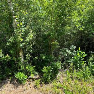 Photo #17 of Off Old Lake Road, Council, NC 2.4 acres