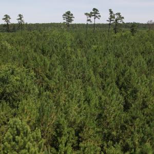 Photo #5 of Off Old Lake Road, Council, NC 2.4 acres