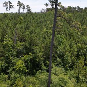 Photo #6 of Off Old Lake Road, Council, NC 2.4 acres