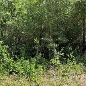 Photo #7 of Off Old Lake Road, Council, NC 2.4 acres