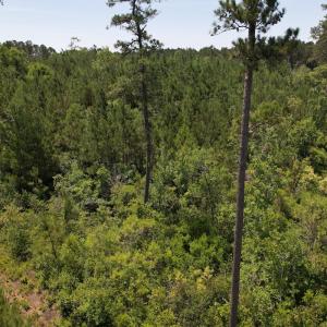 Photo #21 of Off Old Lake Road, Council, NC 2.4 acres