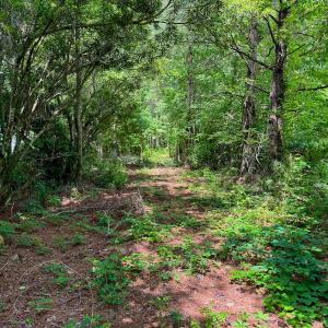 Photo #10 of SOLD property in Off Two Mile Desert Road, Hertford, NC 12.0 acres