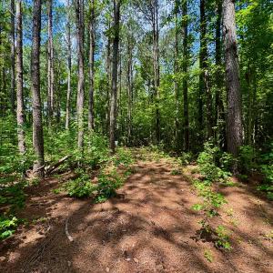 Photo #14 of SOLD property in Off Two Mile Desert Road, Hertford, NC 12.0 acres