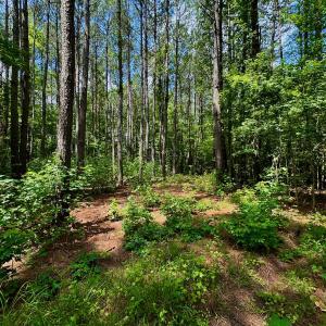Photo #16 of SOLD property in Off Two Mile Desert Road, Hertford, NC 12.0 acres