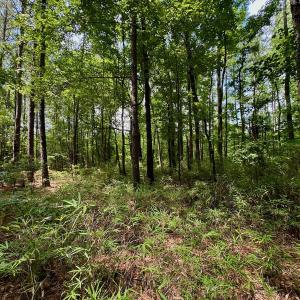 Photo #18 of SOLD property in Off Two Mile Desert Road, Hertford, NC 12.0 acres