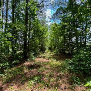 Photo #28 of SOLD property in Off Two Mile Desert Road, Hertford, NC 12.0 acres