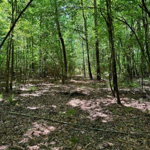 Photo #29 of SOLD property in Off Two Mile Desert Road, Hertford, NC 12.0 acres