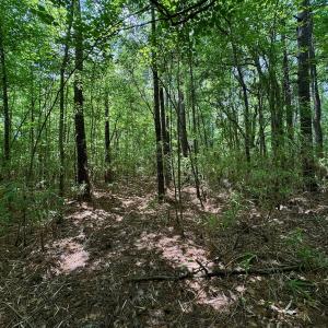 Photo #31 of SOLD property in Off Two Mile Desert Road, Hertford, NC 12.0 acres