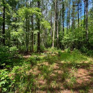 Photo #36 of SOLD property in Off Two Mile Desert Road, Hertford, NC 12.0 acres