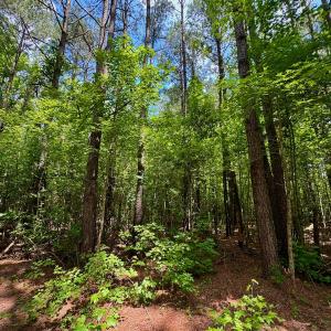 Photo #38 of SOLD property in Off Two Mile Desert Road, Hertford, NC 12.0 acres