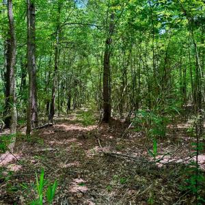 Photo #39 of SOLD property in Off Two Mile Desert Road, Hertford, NC 12.0 acres
