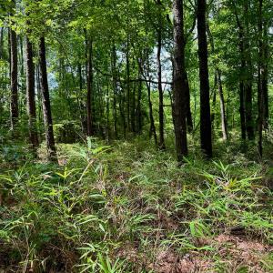 Photo #40 of SOLD property in Off Two Mile Desert Road, Hertford, NC 12.0 acres