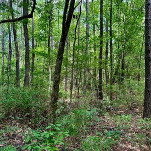 Photo #41 of SOLD property in Off Two Mile Desert Road, Hertford, NC 12.0 acres
