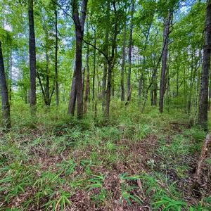 Photo #42 of SOLD property in Off Two Mile Desert Road, Hertford, NC 12.0 acres