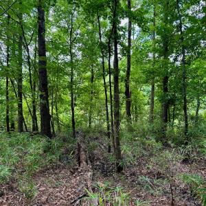 Photo #43 of SOLD property in Off Two Mile Desert Road, Hertford, NC 12.0 acres