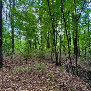 Photo #44 of SOLD property in Off Two Mile Desert Road, Hertford, NC 12.0 acres