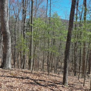 Photo #5 of Off Olde Stone Rd Lot 47, Crumpler, NC 5.3 acres