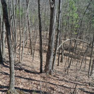 Photo #16 of Off Olde Stone Rd Lot 47, Crumpler, NC 5.3 acres