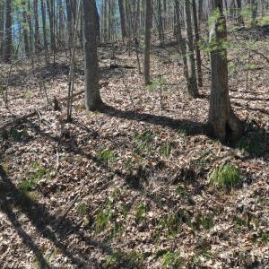 Photo #23 of Off Olde Stone Rd Lot 47, Crumpler, NC 5.3 acres