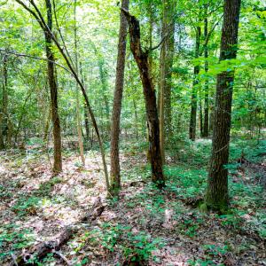 Photo #12 of SOLD property in Off Mays Chapel Rd, Bear Creek, NC 0.8 acres