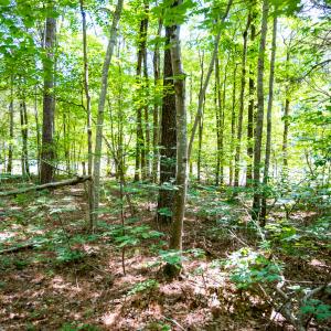 Photo #6 of SOLD property in Off Mays Chapel Rd, Bear Creek, NC 0.8 acres