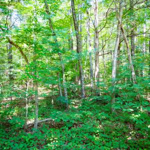 Photo #8 of SOLD property in Off Mays Chapel Rd, Bear Creek, NC 0.8 acres