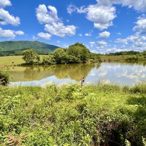Photo #54 of SOLD property in 127 Albert Farm Rd, Monroe, VA 225.2 acres